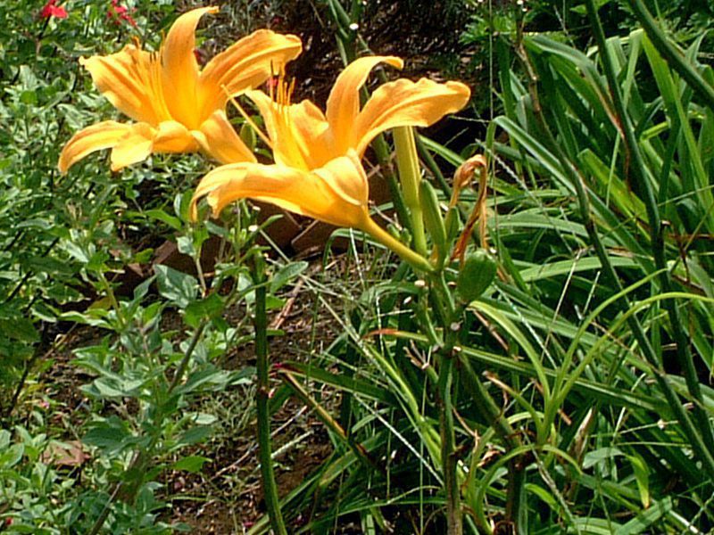wJX(Hemerocallis)